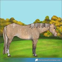 Horse Color:Buckskin Dun Blanket and Silver Buckskin Dun Blanket