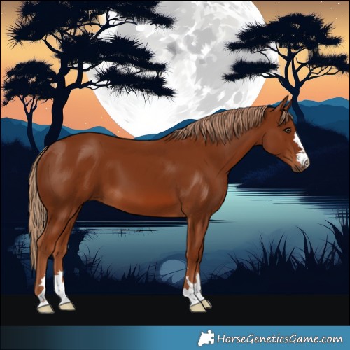 Horse Color:Chestnut 