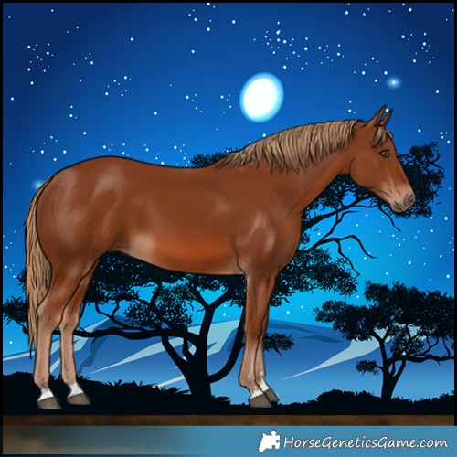 Horse Color:Chestnut 