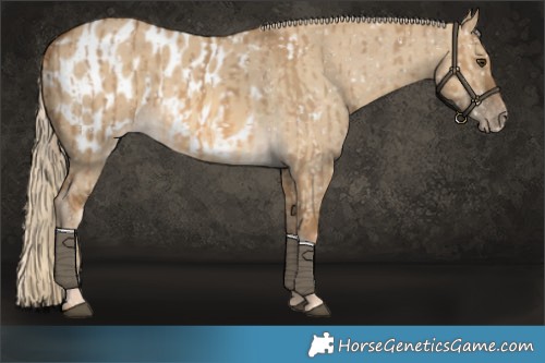 Horse Color:Chocolate Palomino Dun Appaloosa and Chocolate Palomino Dun Appaloosa