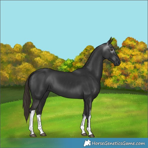Horse Color:Gray White Spotted Liver Chestnut