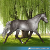 Horse Color:Gray Silver Black 