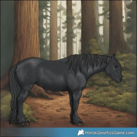 Horse Color:Black 