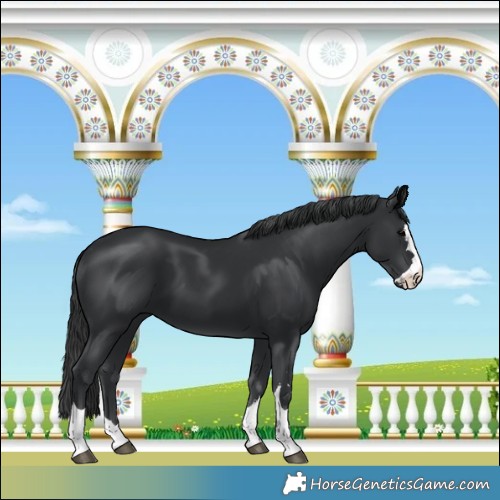 Horse Color:Black 