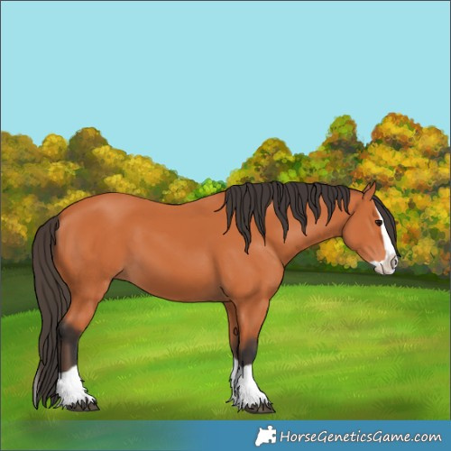 Horse Color:Bay Splash 