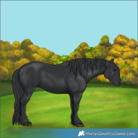 Horse Color:Black 