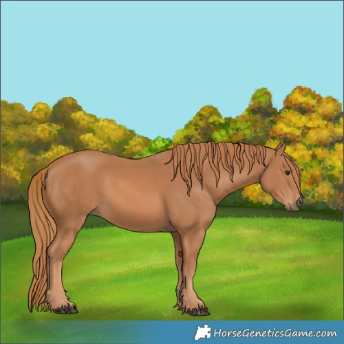 Horse Color:Chestnut 