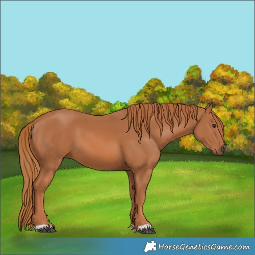 Horse Color:Chestnut 