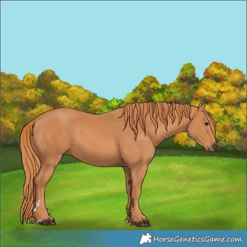 Horse Color:Chestnut 