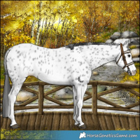 Horse Color:White Spotted Blue Roan Splash Frame Leopard 