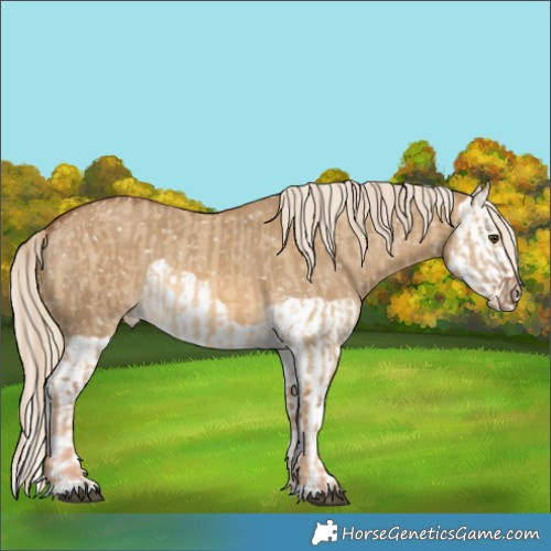 Horse Color:Chocolate Palomino Dun Appaloosa and Chocolate Palomino Dun Splash Appaloosa