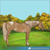 Horse Color:Chocolate Palomino Dun Snowflake Varnish  and Chocolate Palomino Dun Snowflake Varnish 