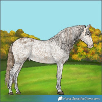 Horse Color:Buckskin Dun Snowflake Varnish  and Buckskin Dun Snowflake Varnish 