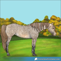 Horse Color:Unknown 
