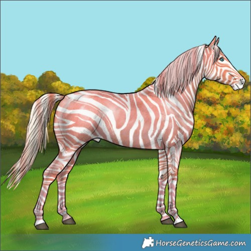 Horse Color:Palomino Roan Splash