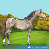 Horse Color:Buckskin Dun Appaloosa  and Buckskin Dun Appaloosa 