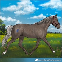 Horse Color:Silver Black