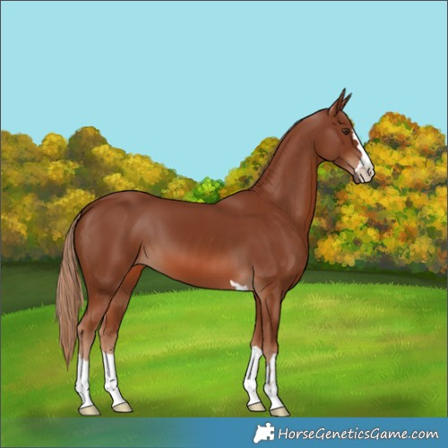 Horse Color:Chestnut 