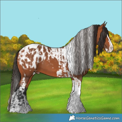 Horse Color:Bay Splash Tobiano Appaloosa  and Bay Splash Tobiano Appaloosa 