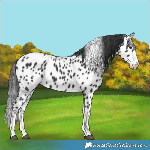 Horse Color:Black Appaloosa 