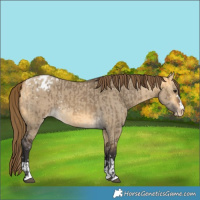 Horse Color:Buckskin Dun Snowflake Varnish  and Buckskin Dun Varnish 
