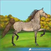 Horse Color:Buckskin Dun Appaloosa  and Buckskin Dun Appaloosa 