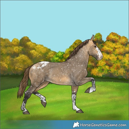 Horse Color:Buckskin Dun Appaloosa  and Buckskin Dun Appaloosa 