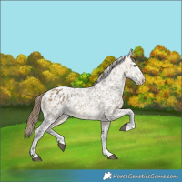 Horse Color:Buckskin Dun Appaloosa and Buckskin Dun Appaloosa