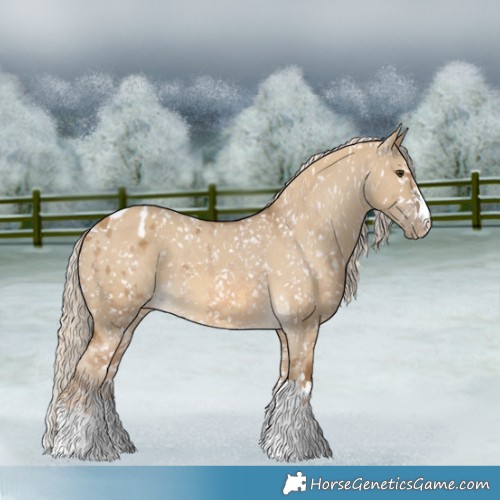 Horse Color:Chocolate Palomino Dun Appaloosa  and Chocolate Palomino Dun Appaloosa 