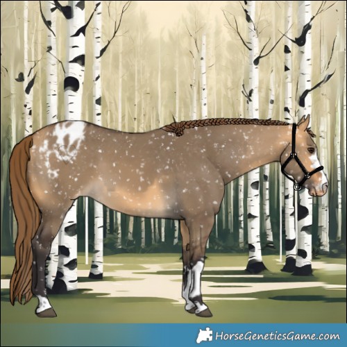 Horse Color:Buckskin Dun Appaloosa  and Buckskin Dun Appaloosa 