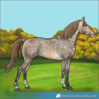 Horse Color:Buckskin Dun Appaloosa and Buckskin Dun Appaloosa