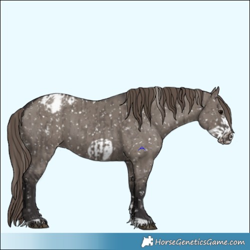 Horse Color:Smoky Grullo Appaloosa  and Smoky Grullo Frame Appaloosa 