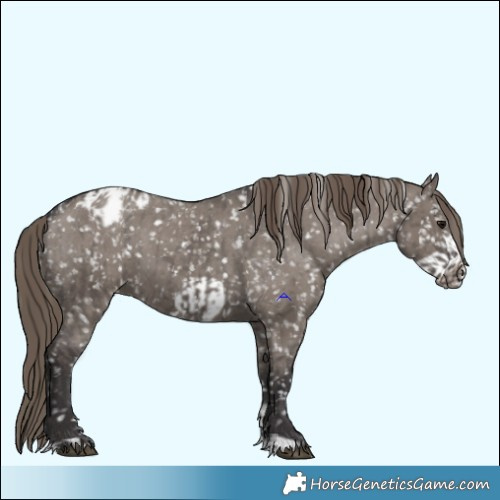Horse Color:Smoky Grullo Appaloosa and Smoky Grullo Frame Appaloosa