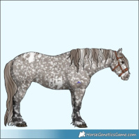 Horse Color:Smoky Grullo Snowflake Varnish  and Smoky Grullo Frame Snowflake Varnish 