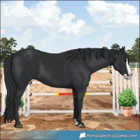 Horse Color:Black Splash 