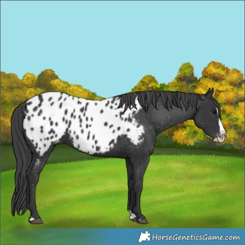 Horse Color:Black Splash Appaloosa
