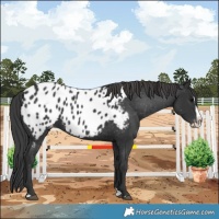 Horse Color:Black Splash Appaloosa 