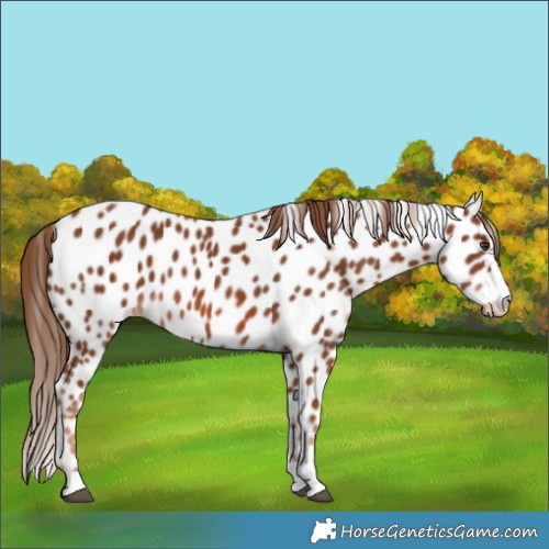 Horse Color:Chestnut Appaloosa 