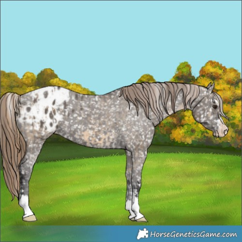 Horse Color:Buckskin Dun Appaloosa  and Smoky Grullo Appaloosa 