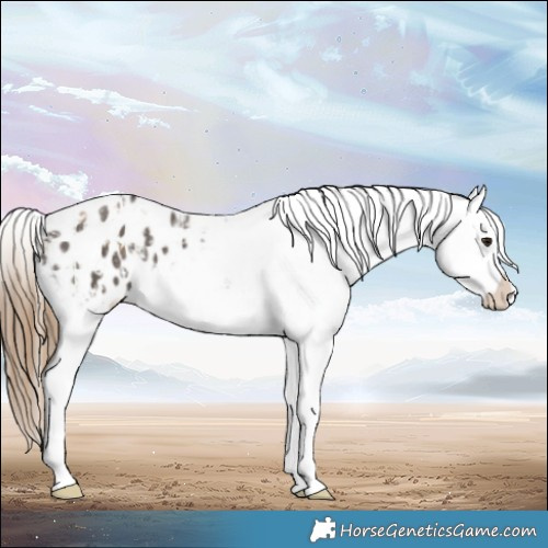 Horse Color:Buckskin Dun Blanket and Smoky Grullo Blanket