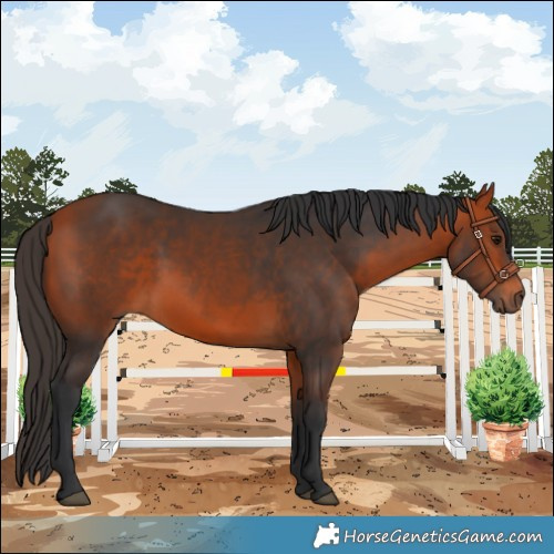 Horse Color:Bay Rabicano