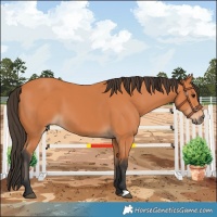 Horse Color:Bay 