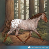 Horse Color:Red Roan Appaloosa 