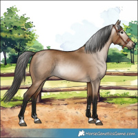 Horse Color:Gray Bay Dun 