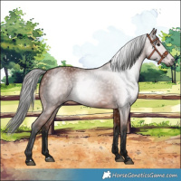 Horse Color:Gray Bay 