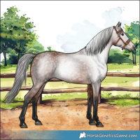 Horse Color:Gray Bay 