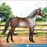 Horse Color:Gray Bay