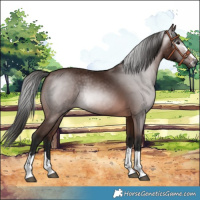 Horse Color:Gray Bay 