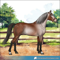 Horse Color:Gray Bay 