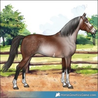 Horse Color:Gray Bay